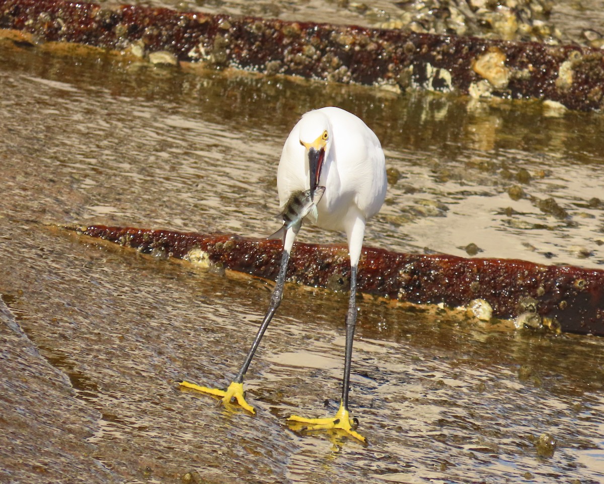 Snowy Egret - ML642872940