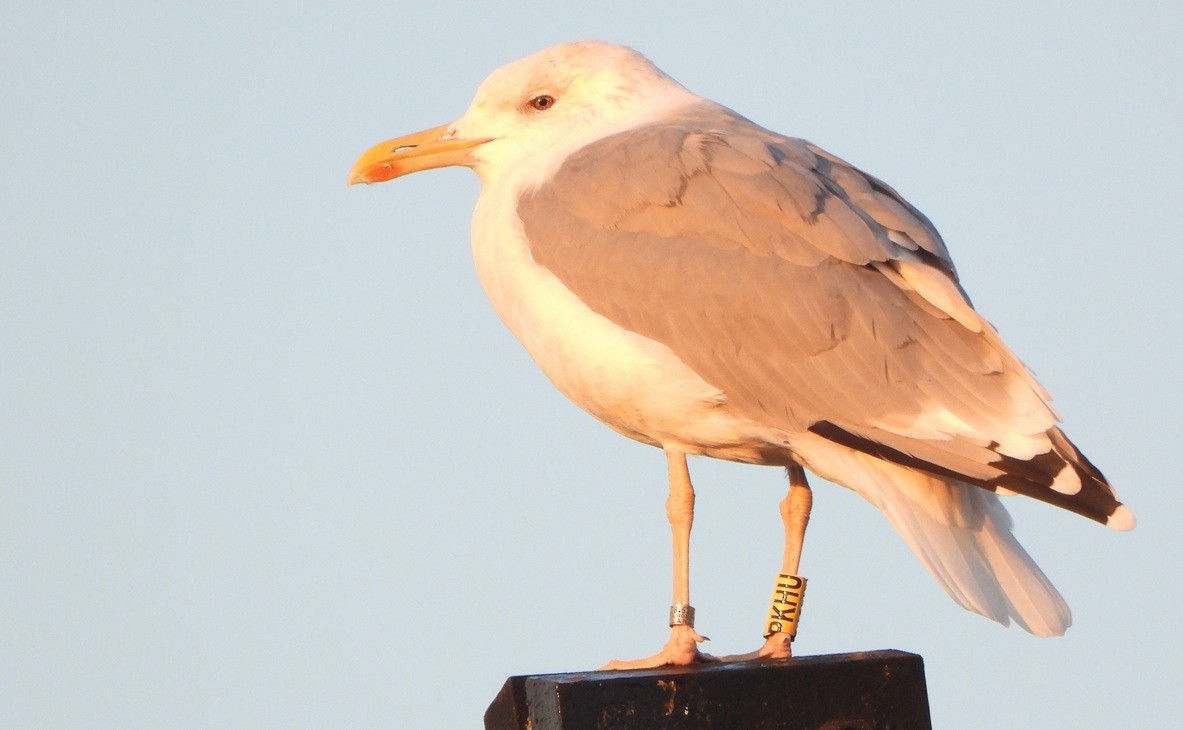 Caspian Gull - ML642872941