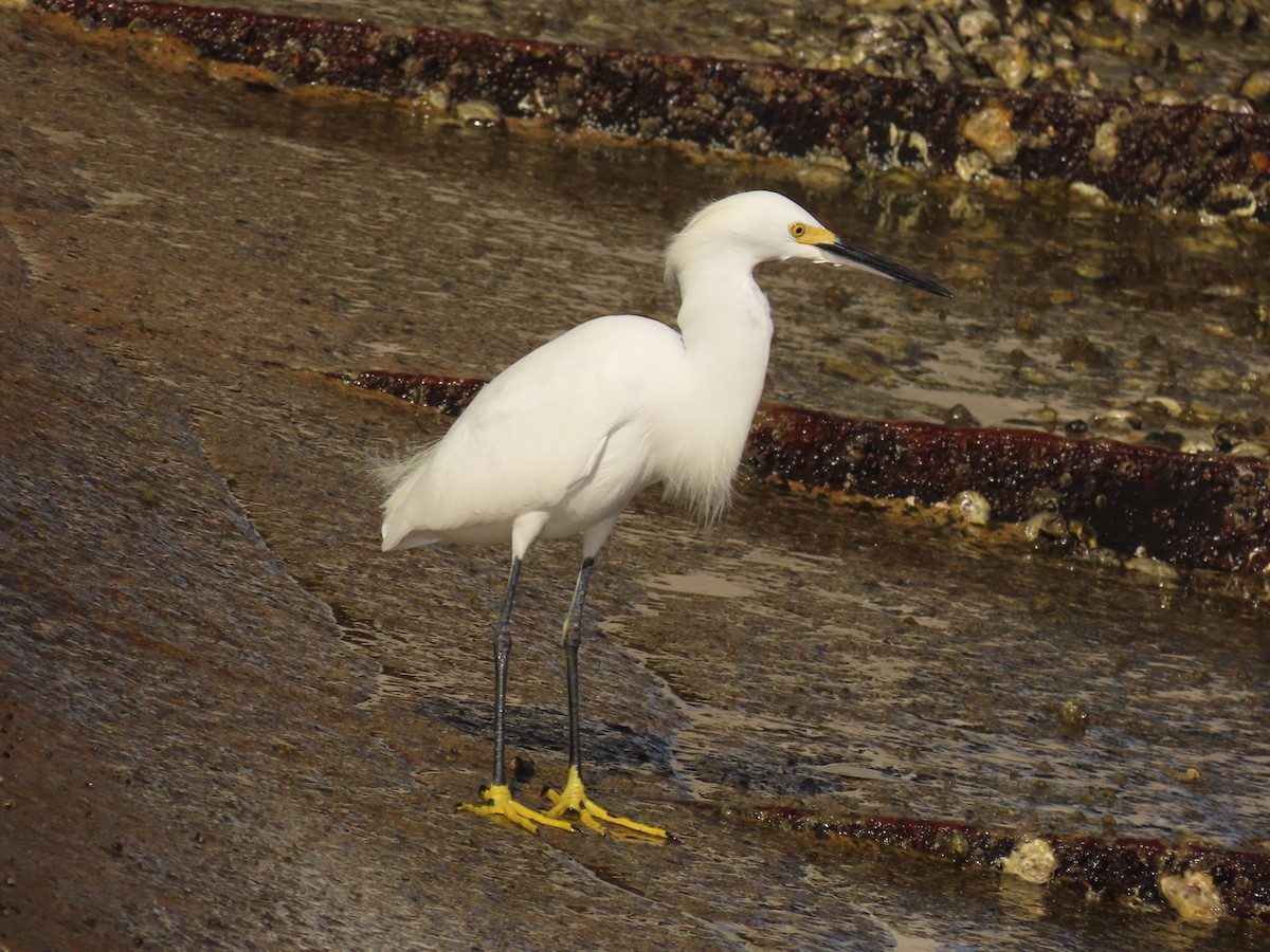 Snowy Egret - ML642872942