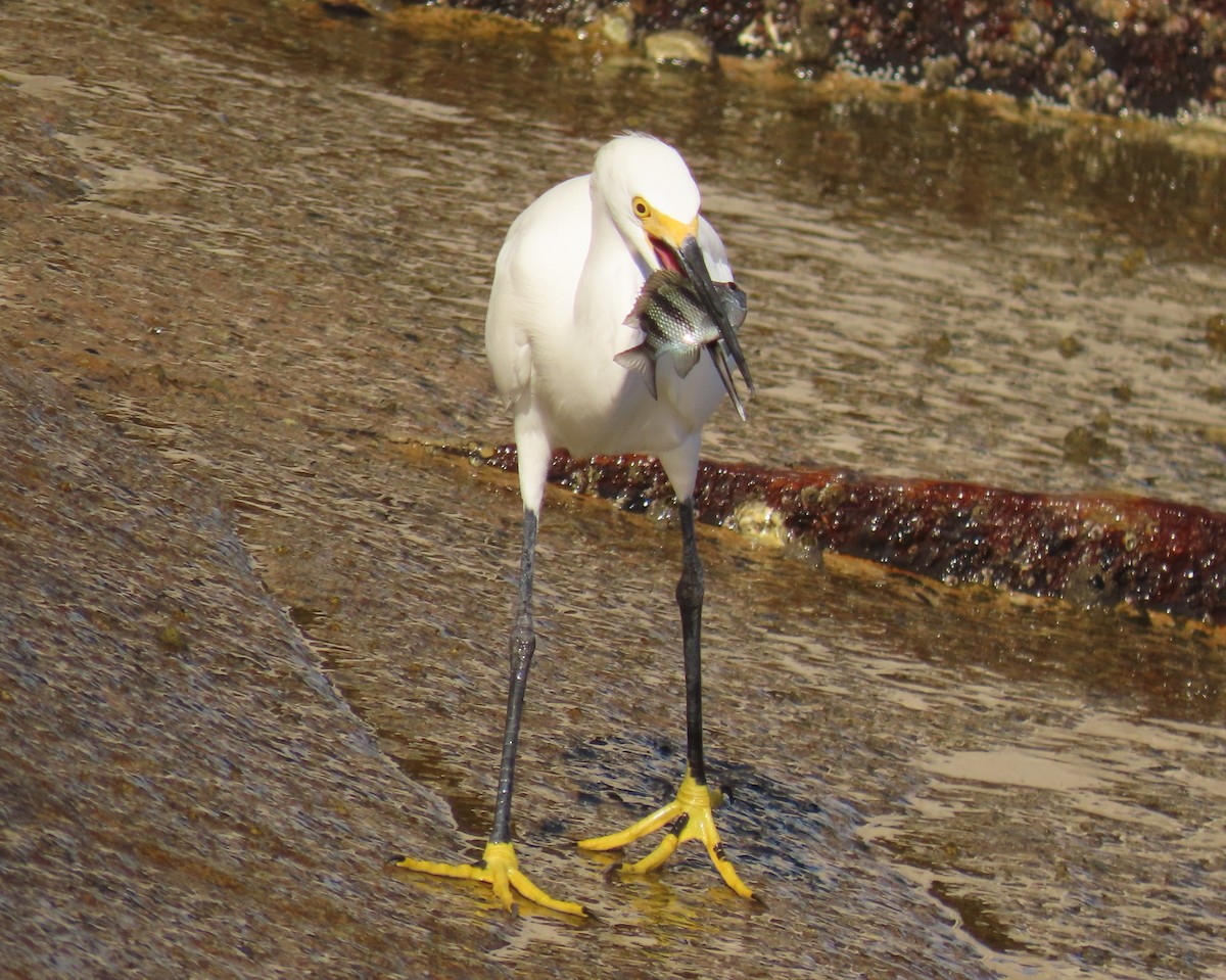 Snowy Egret - ML642872943