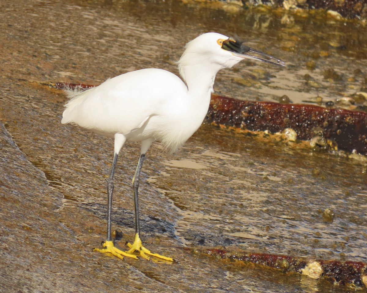 Snowy Egret - ML642872944