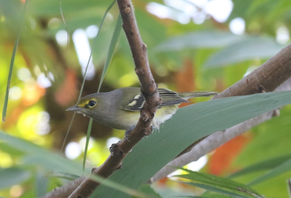 White-eyed Vireo - ML642872945
