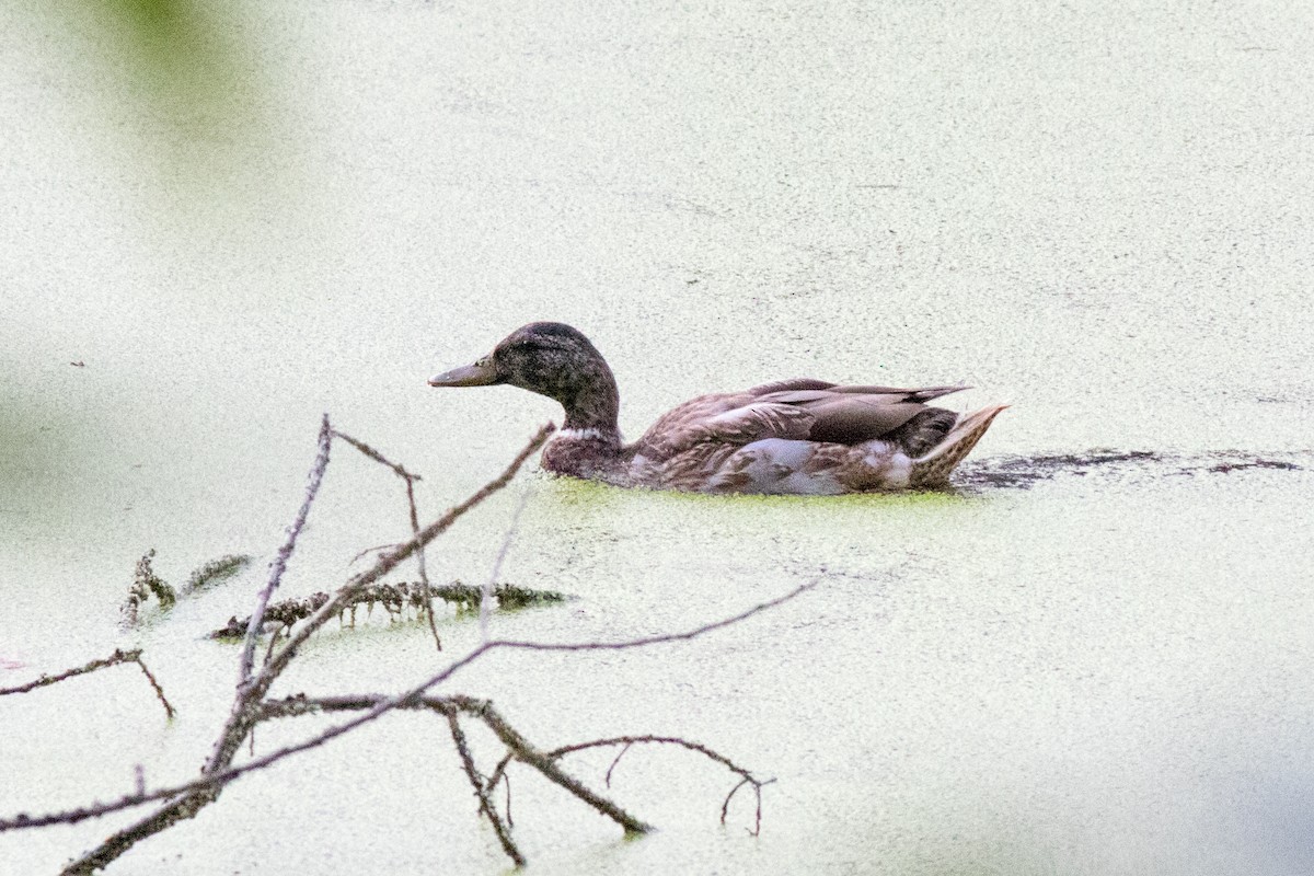 Mallard - ML642872946