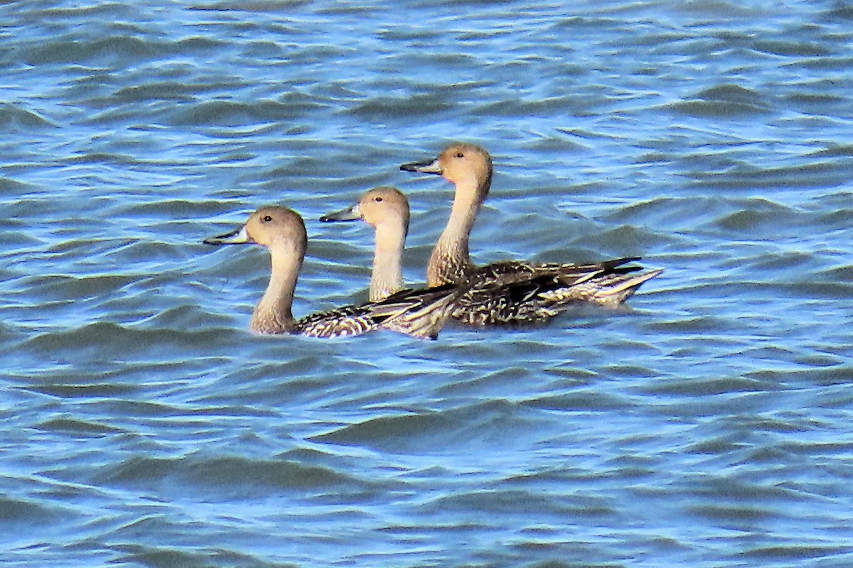 Gadwall - ML642872947