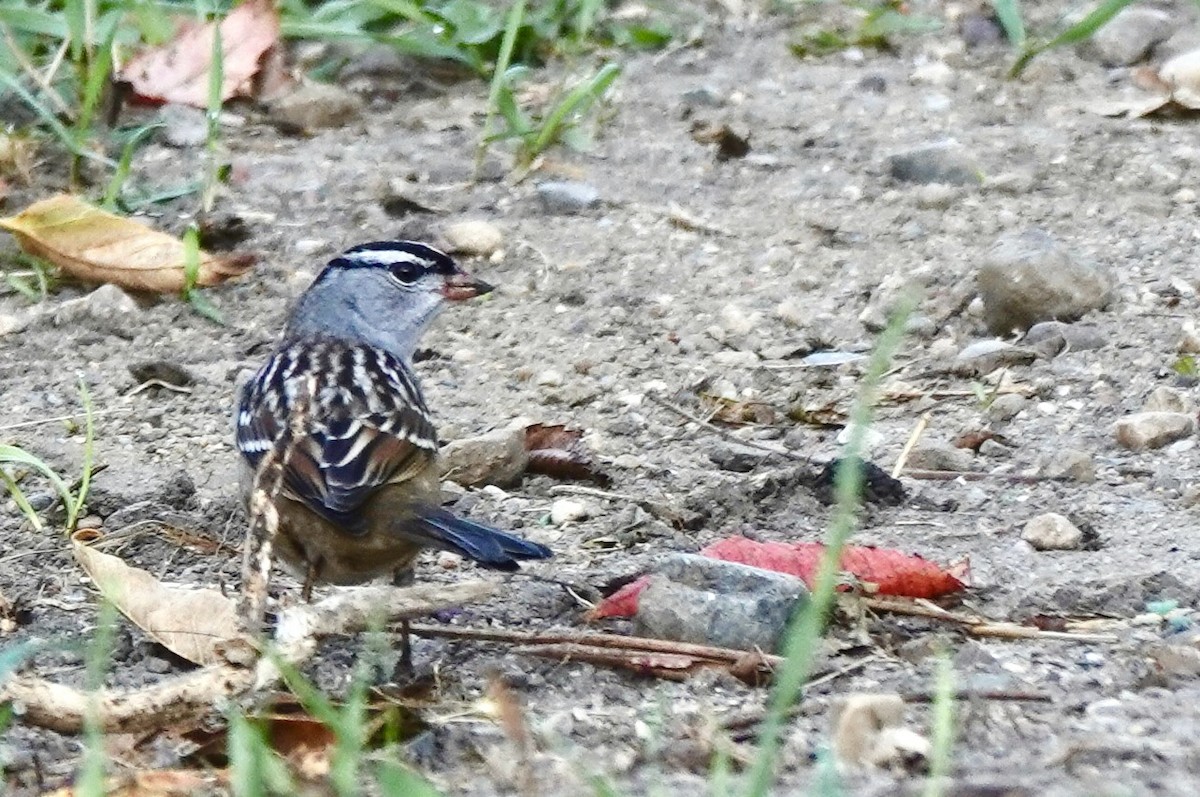 White-crowned Sparrow - ML642872949