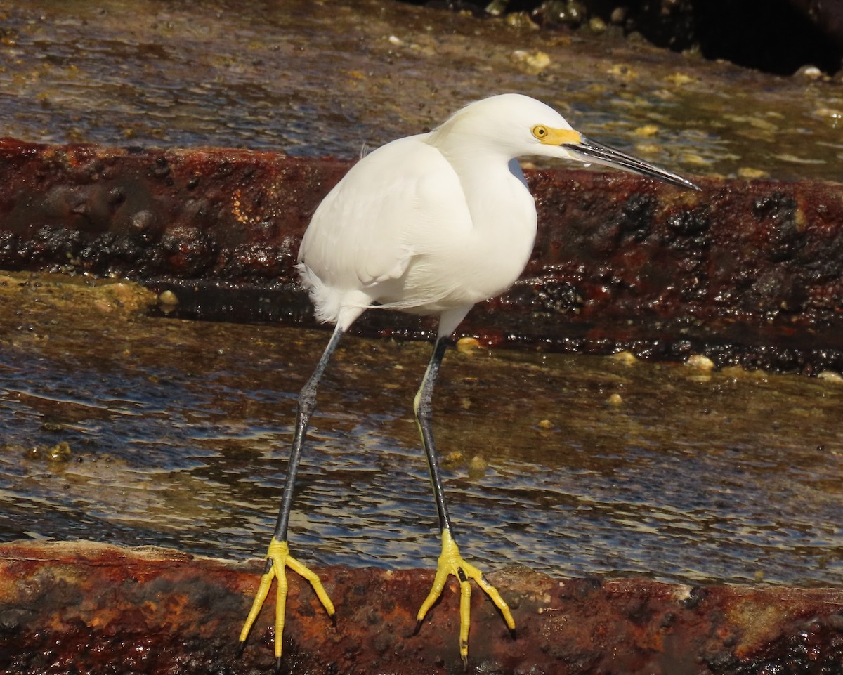 Snowy Egret - ML642872950