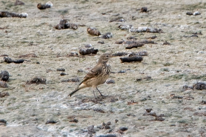 American Pipit - ML642872951