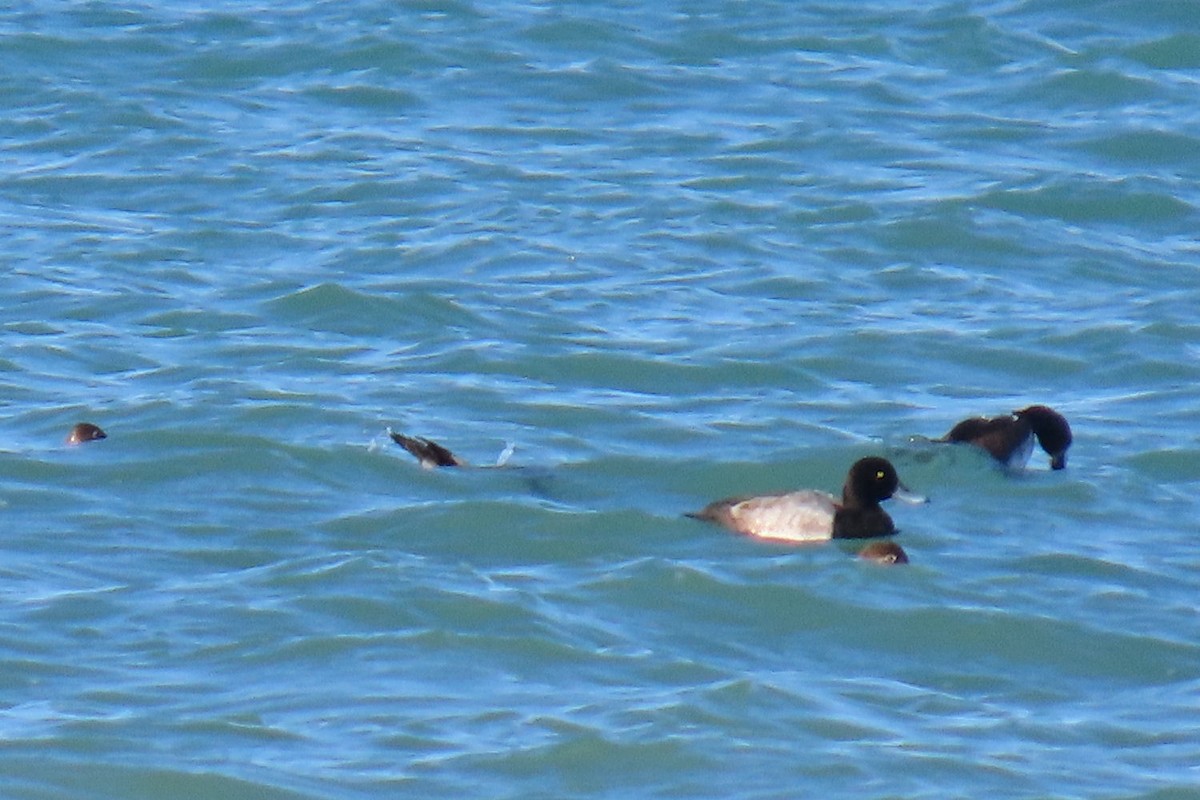Greater Scaup - ML642872952