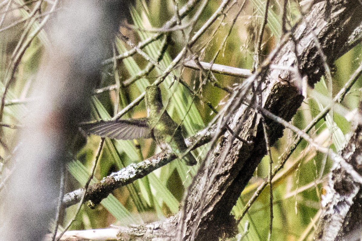 Anna's Hummingbird - ML642872957