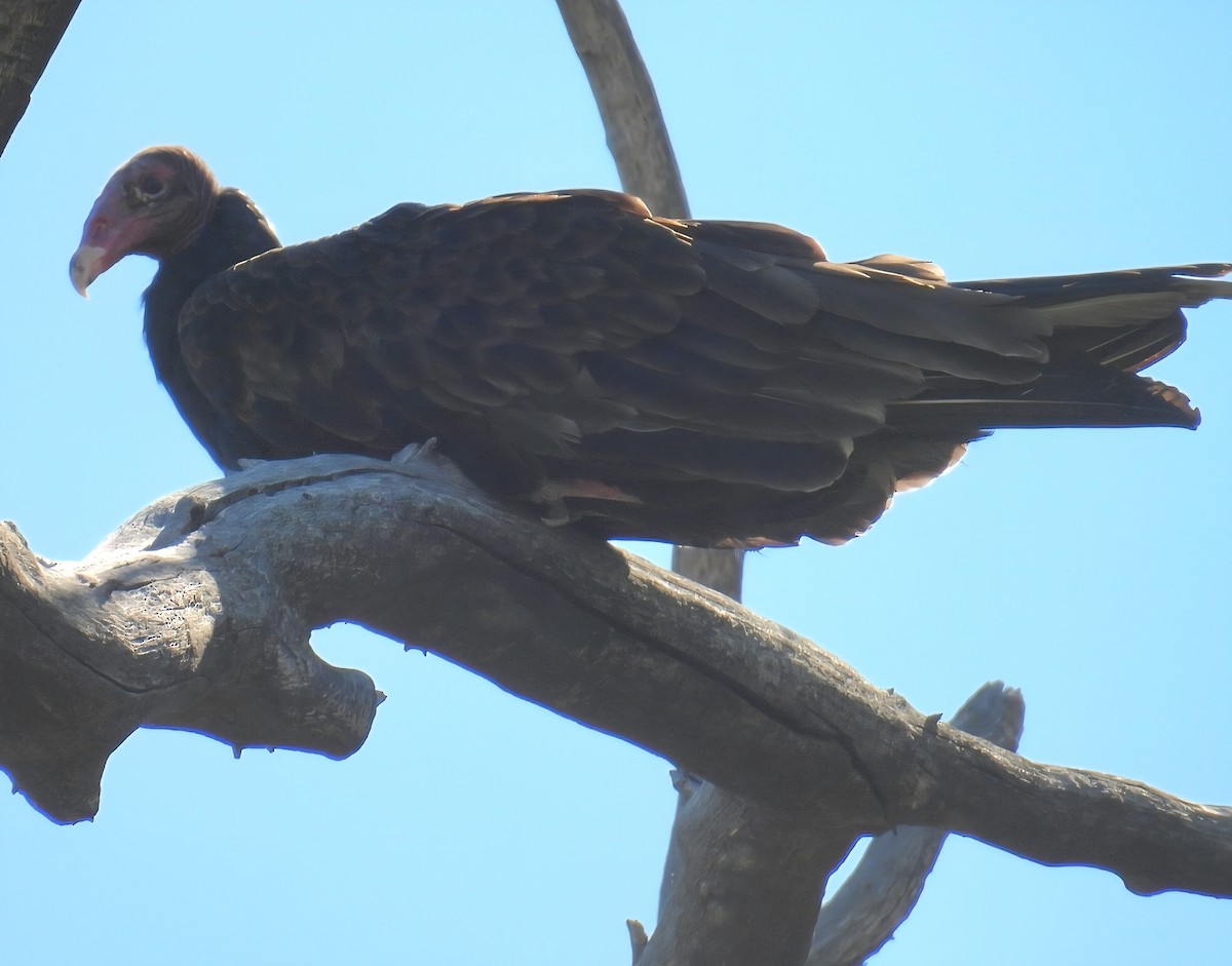 Turkey Vulture - ML642872958