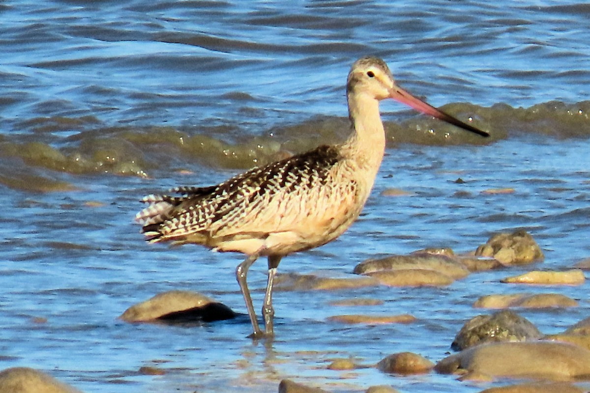 Marbled Godwit - ML642872959