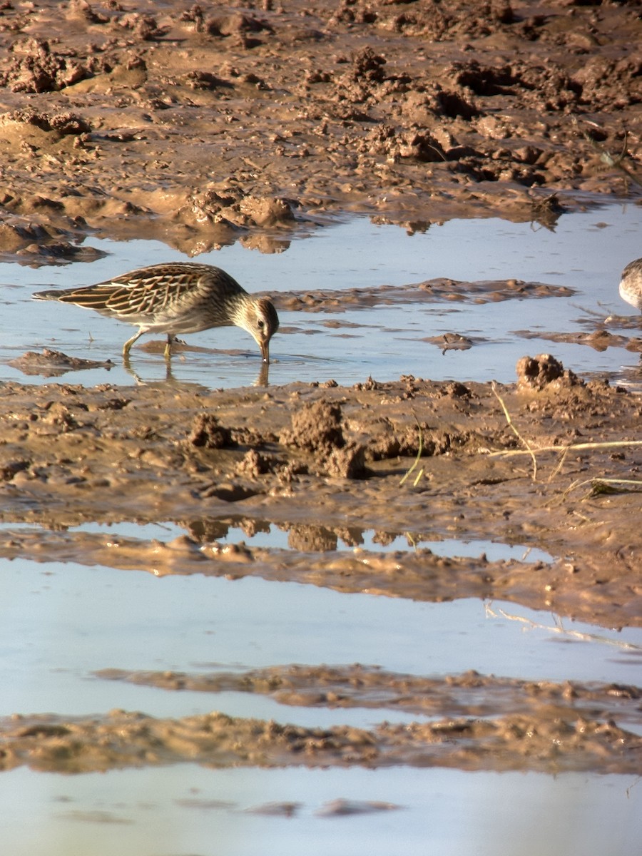 Graubrust-Strandläufer - ML642872961