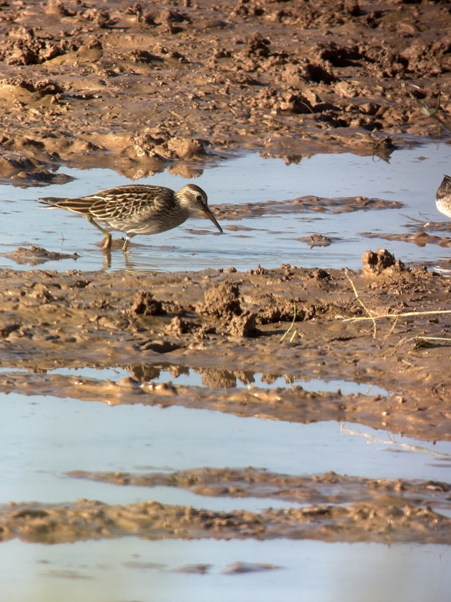 Graubrust-Strandläufer - ML642872963