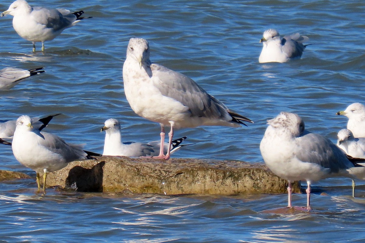 American Herring Gull - ML642872964