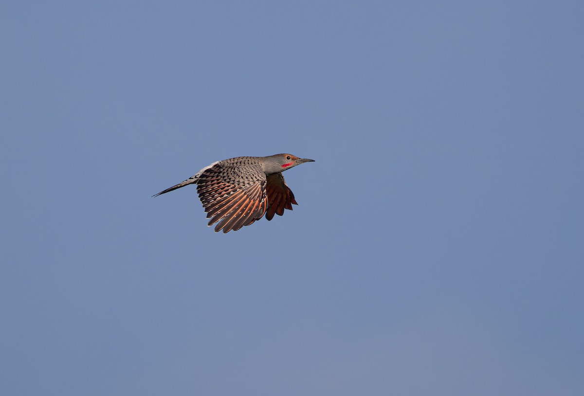 Northern Flicker (Red-shafted) - ML642872965