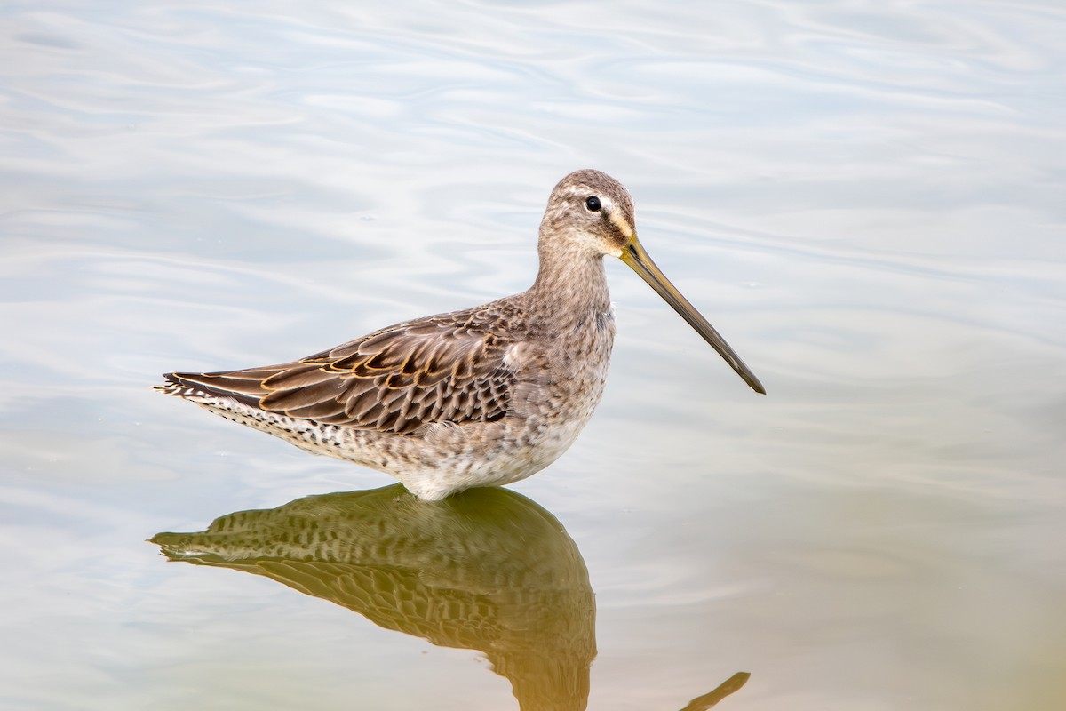 Long-billed Dowitcher - ML642872966
