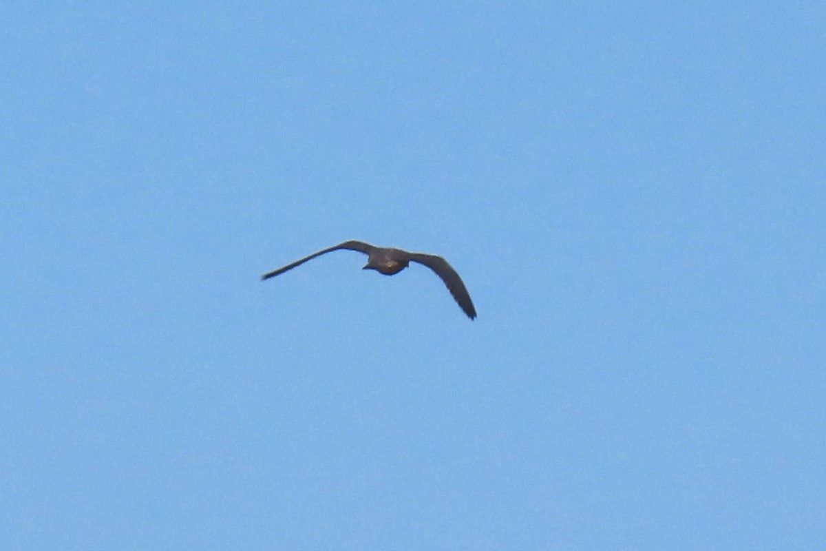 Peregrine Falcon - ML642872967