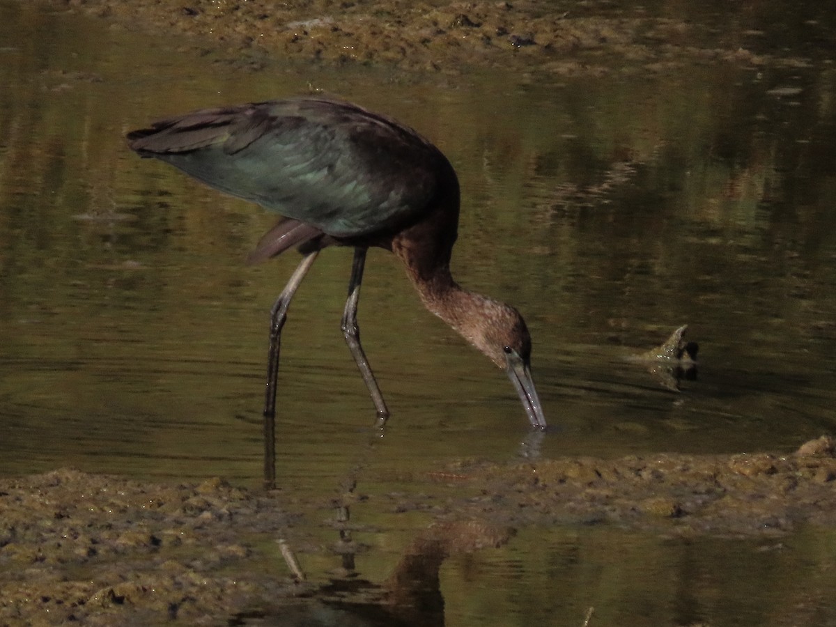 Glossy Ibis - ML642872971
