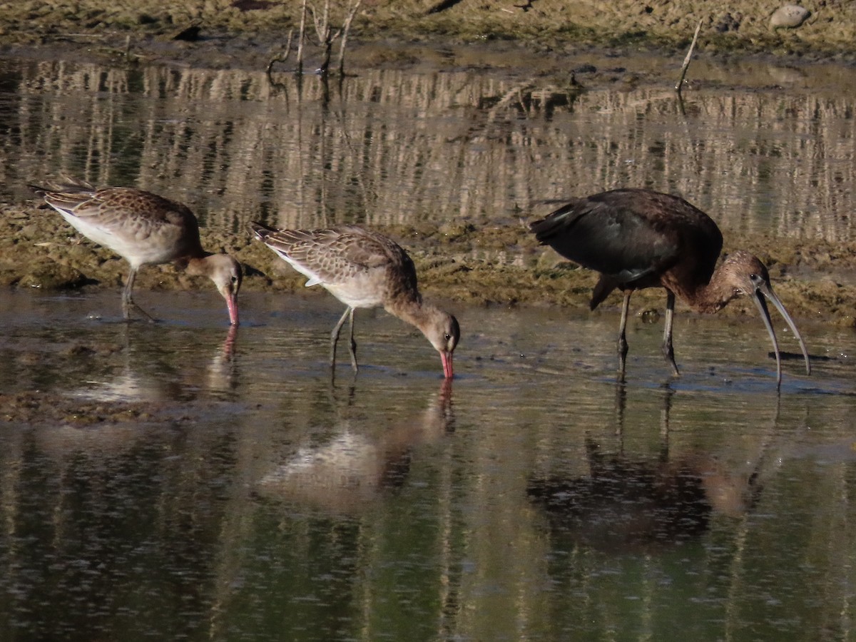 Glossy Ibis - ML642872972