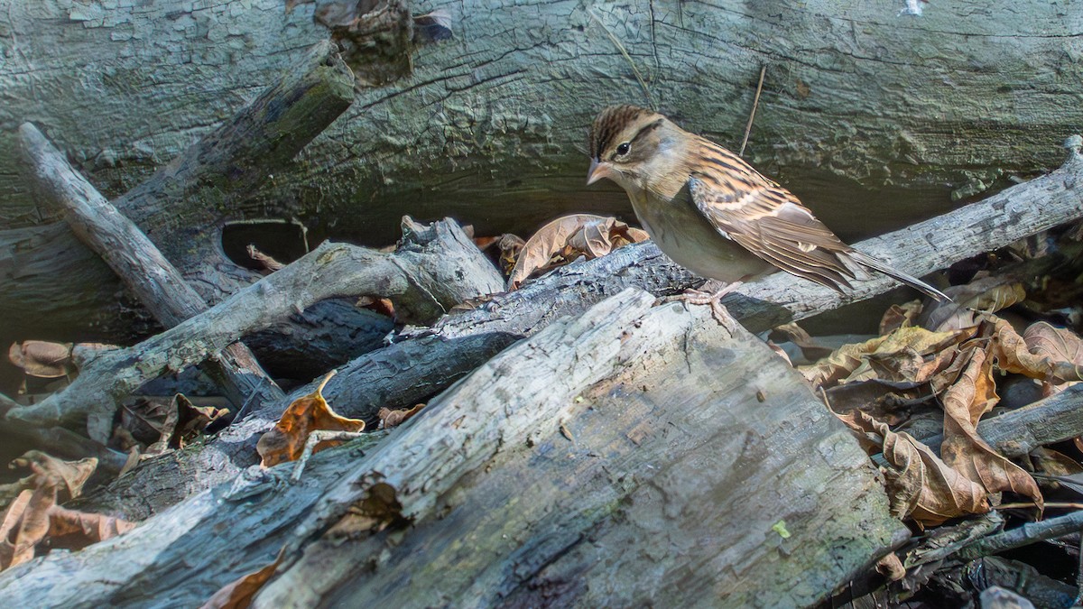 Chipping Sparrow - ML642872983
