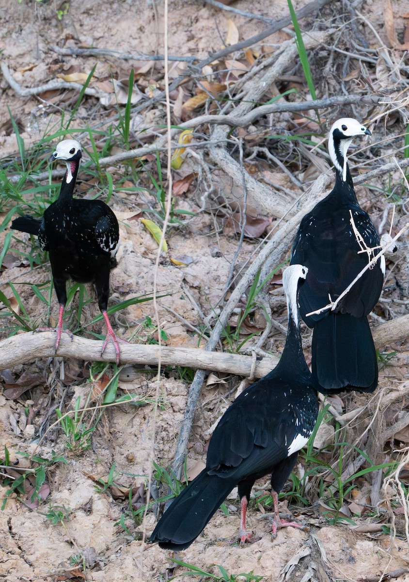 White-throated Piping-Guan - ML642873028