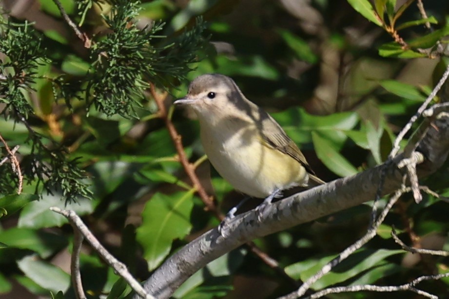 sangvireo - ML642873029