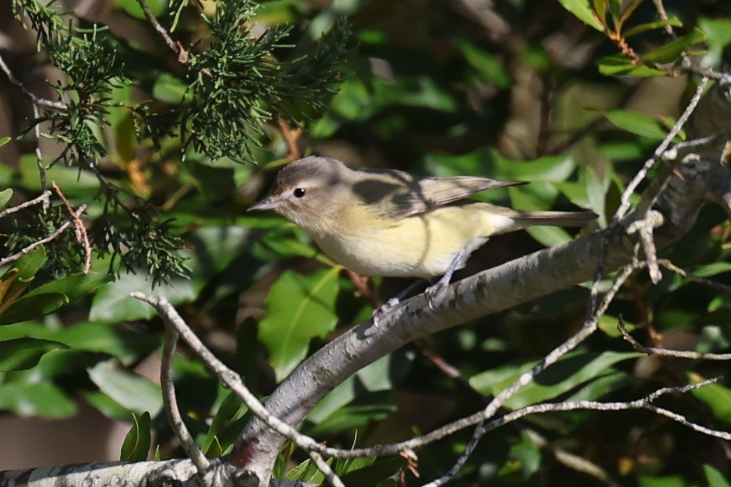 sangvireo - ML642873032