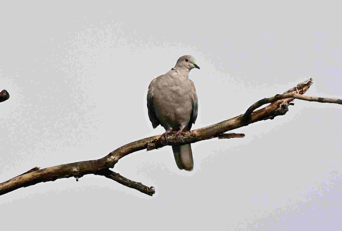 Буулгат хүүрзгэнэ - ML642873033
