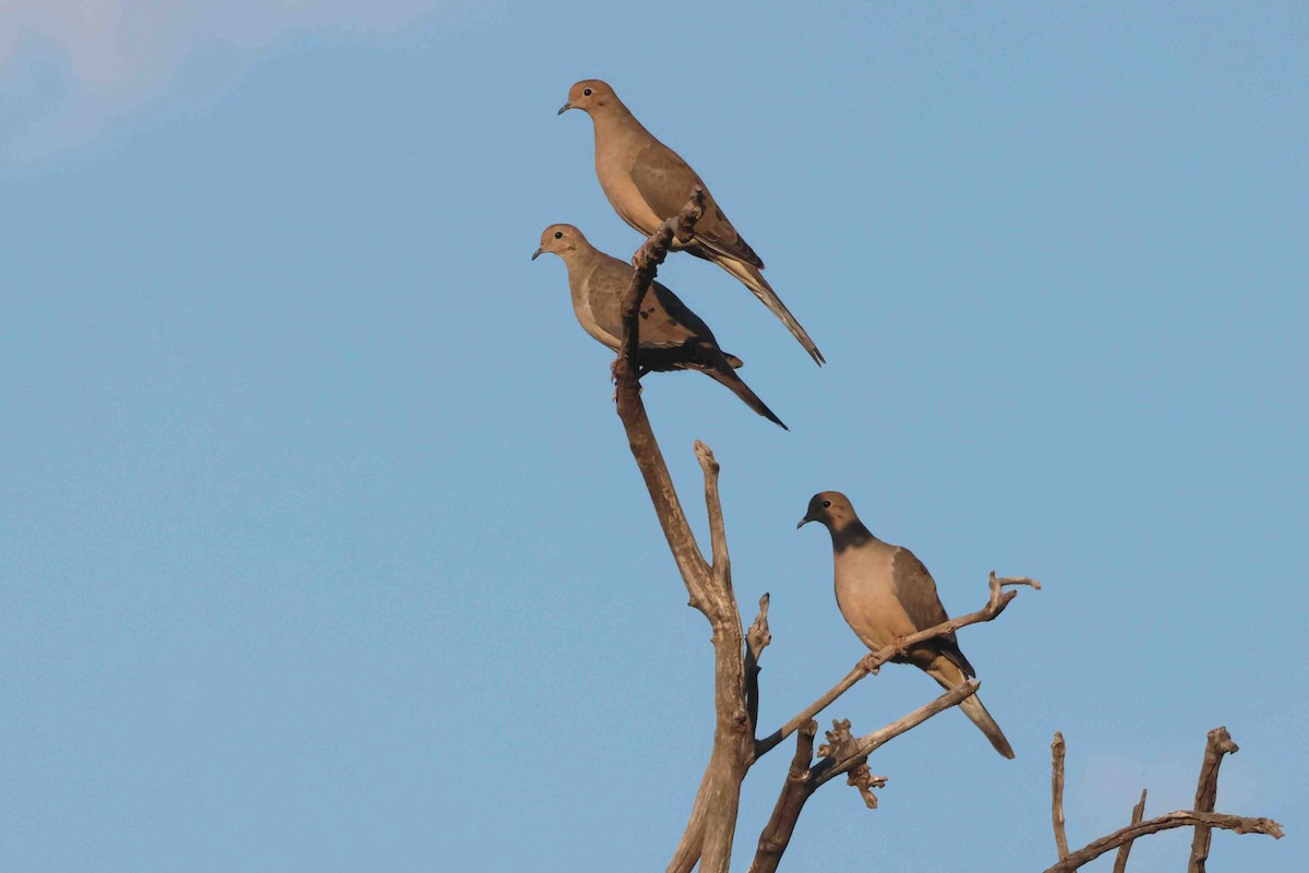 Mourning Dove - ML642873059
