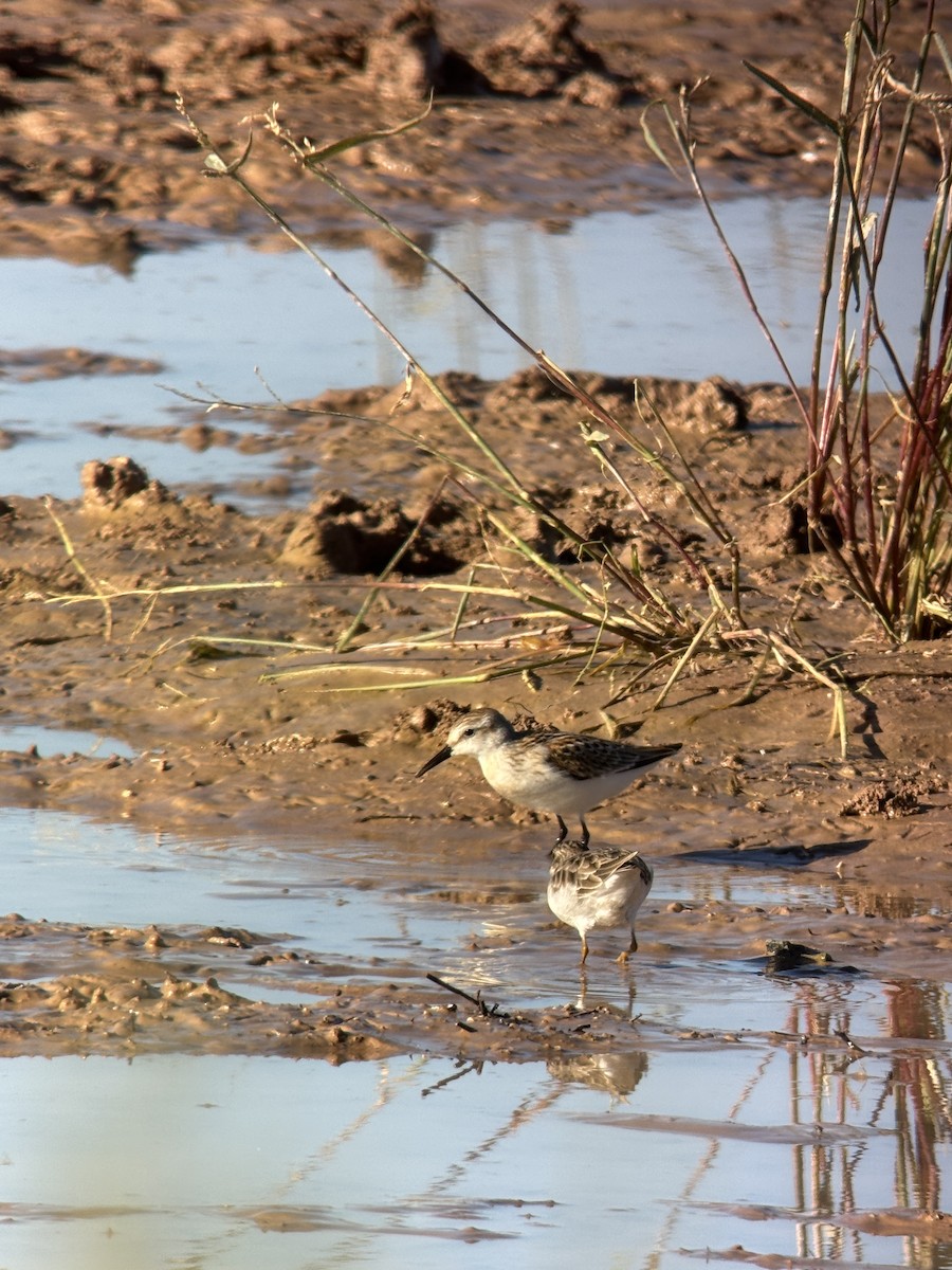 Wiesenstrandläufer - ML642873064