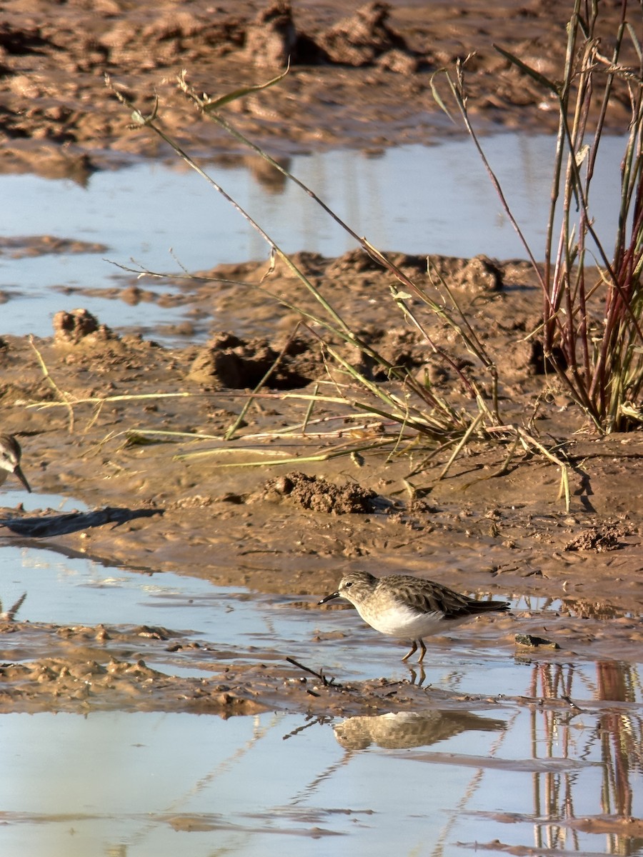 Wiesenstrandläufer - ML642873066