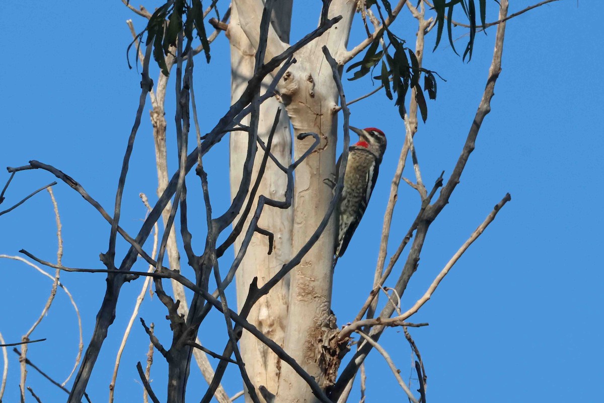 Red-naped Sapsucker - ML642873070