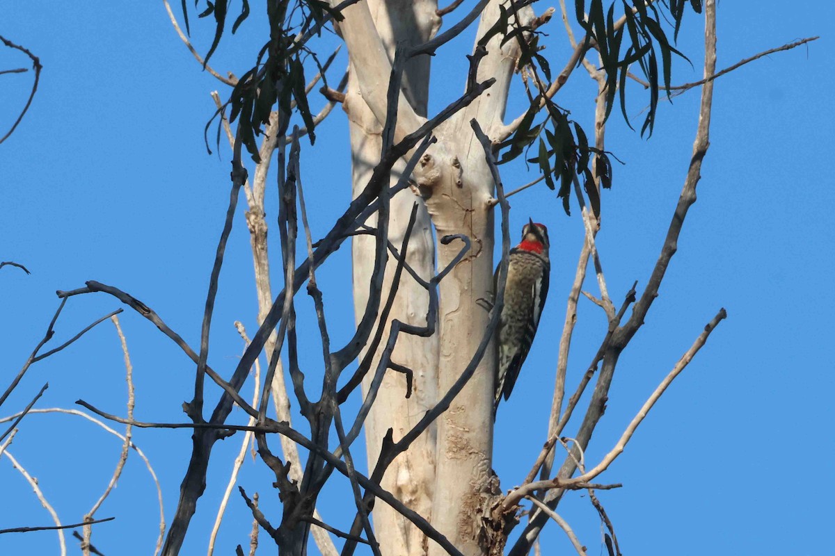 Red-naped Sapsucker - ML642873071