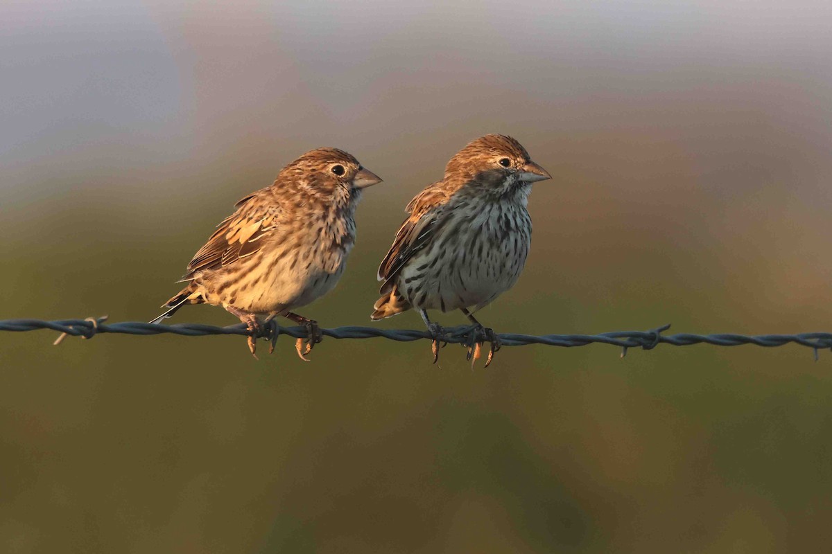 Lark Bunting - ML642873077