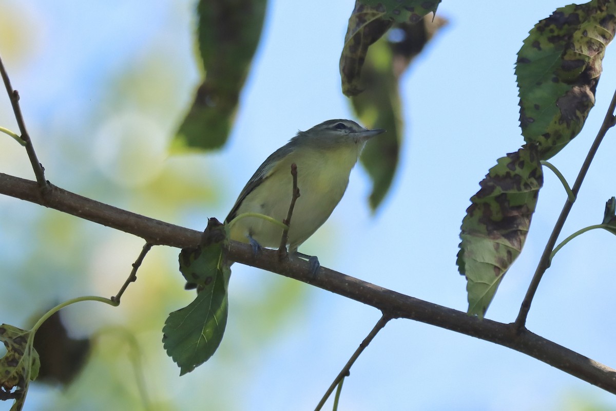 Philadelphia Vireo - ML642873082