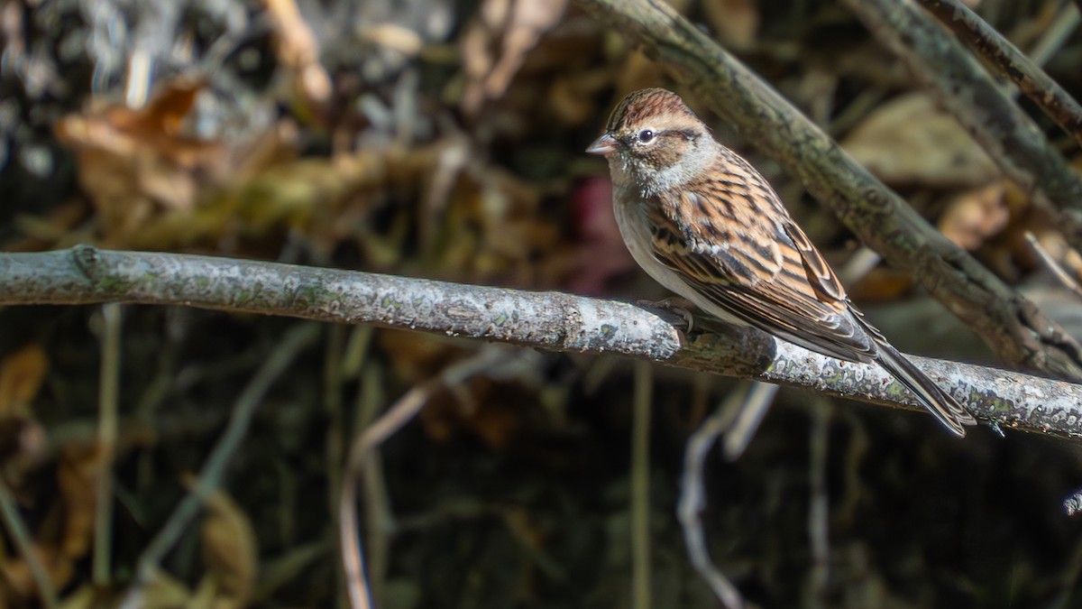 Chipping Sparrow - ML642873084