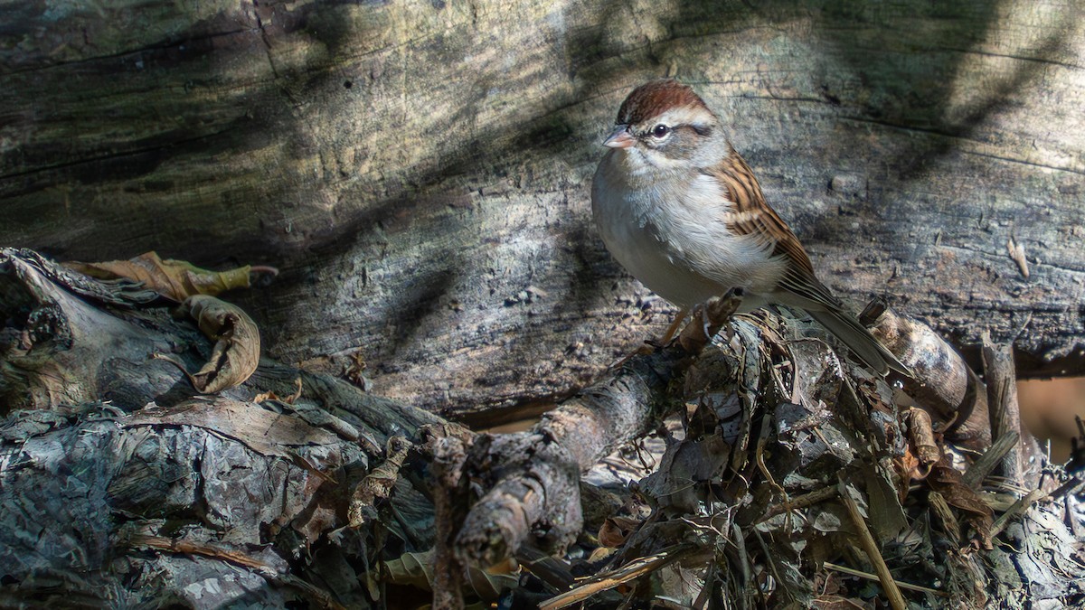 Chipping Sparrow - ML642873085
