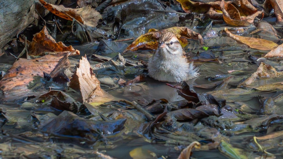 Chipping Sparrow - ML642873086