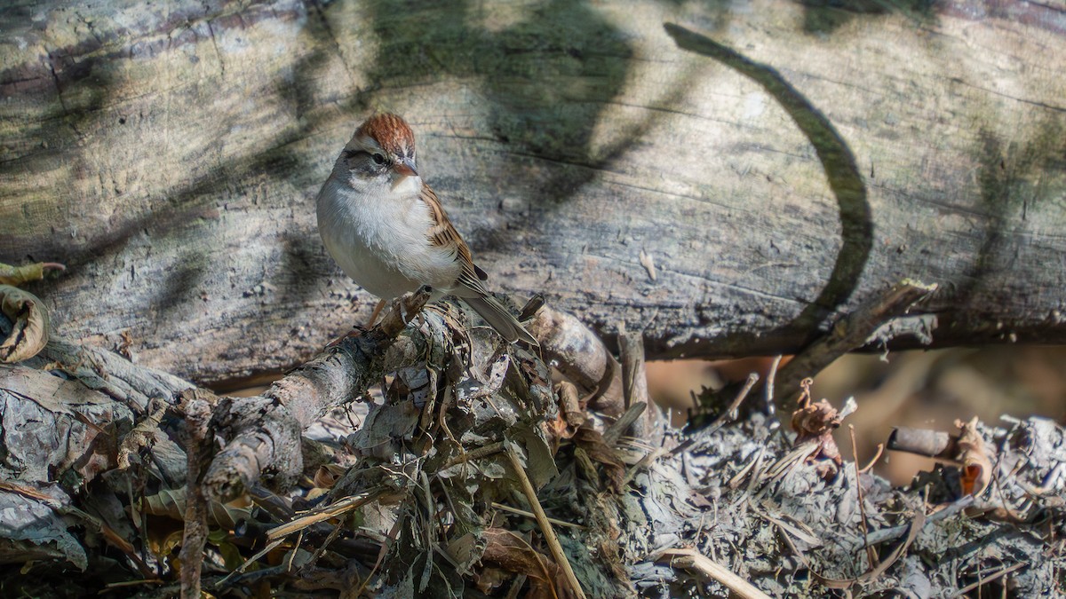 Chipping Sparrow - ML642873087