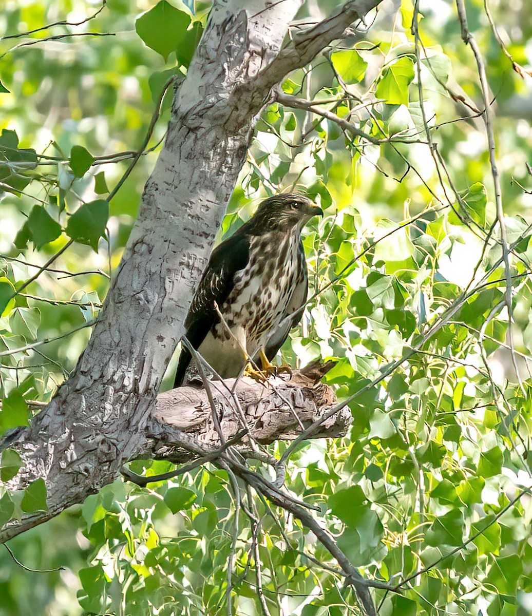 Gray Hawk - ML642873088