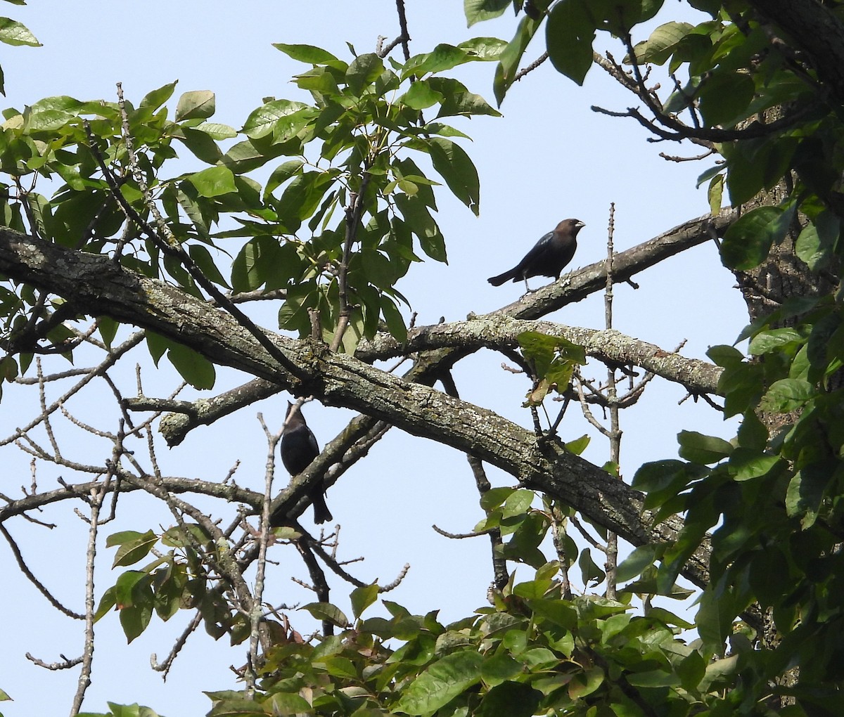 Brown-headed Cowbird - ML642873090