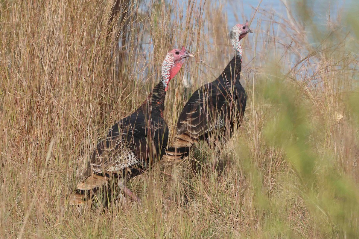 Wild Turkey - ML642873094