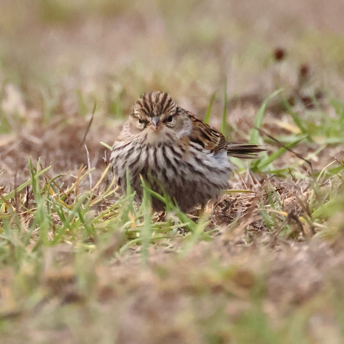 Chipping Sparrow - ML642873105