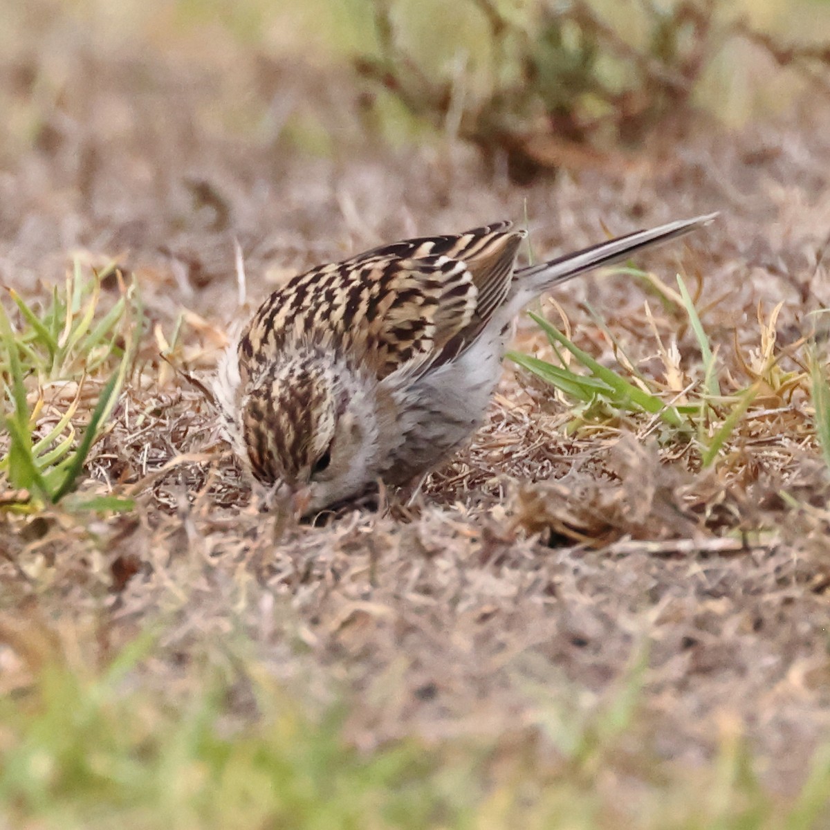 Chipping Sparrow - ML642873106