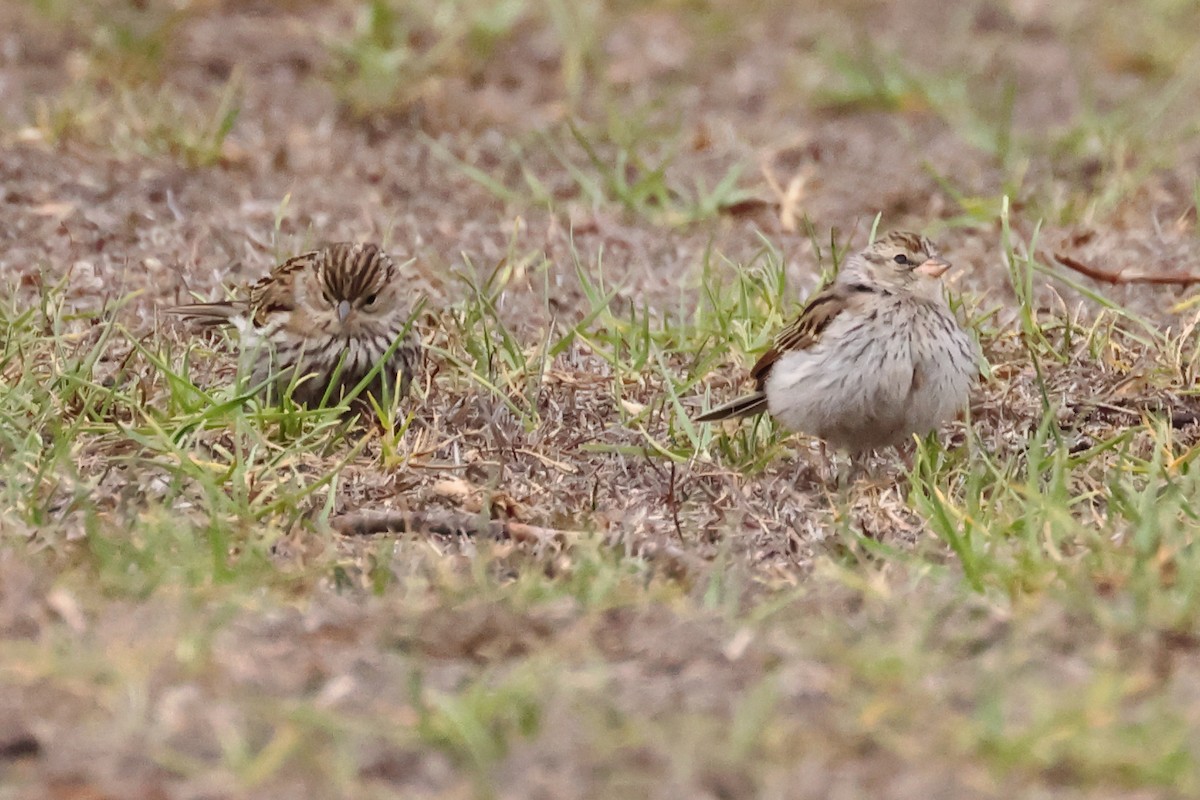 Chipping Sparrow - ML642873109