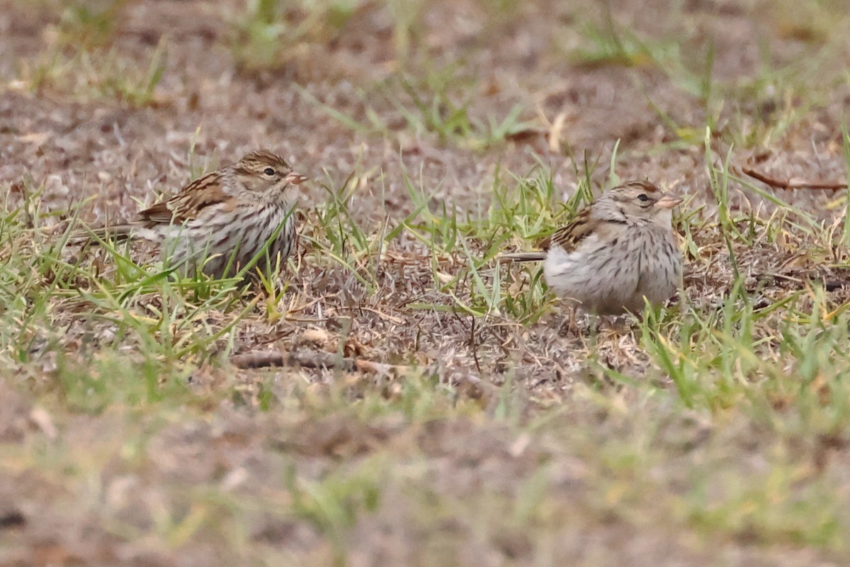 Chipping Sparrow - ML642873110