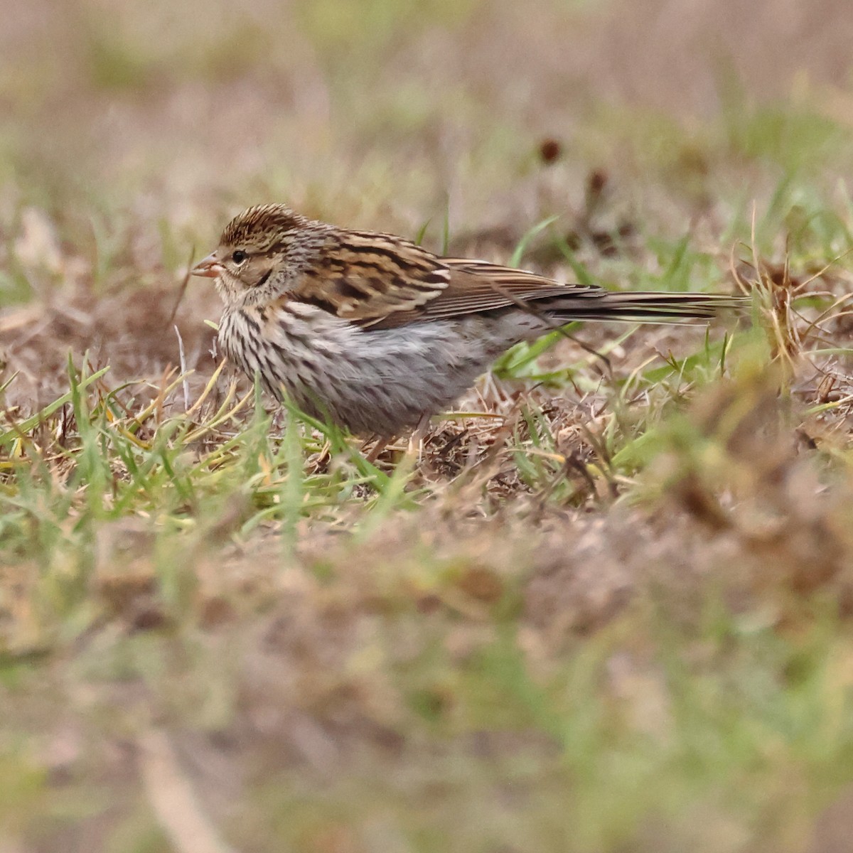 Chipping Sparrow - ML642873111