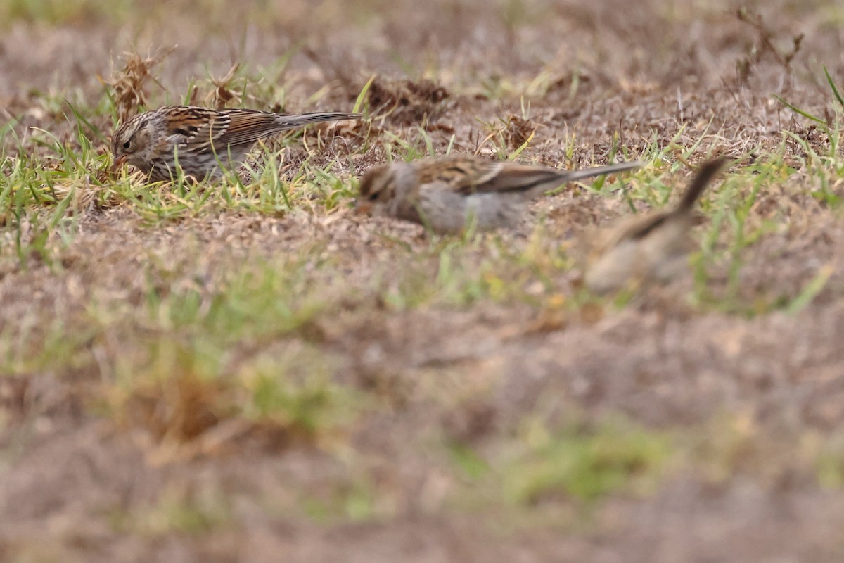 Chipping Sparrow - ML642873114