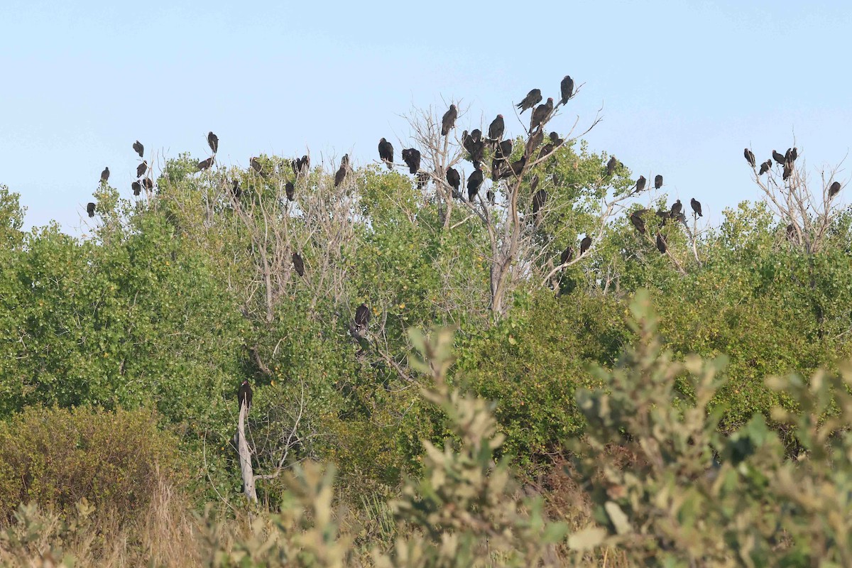 Turkey Vulture - ML642873117