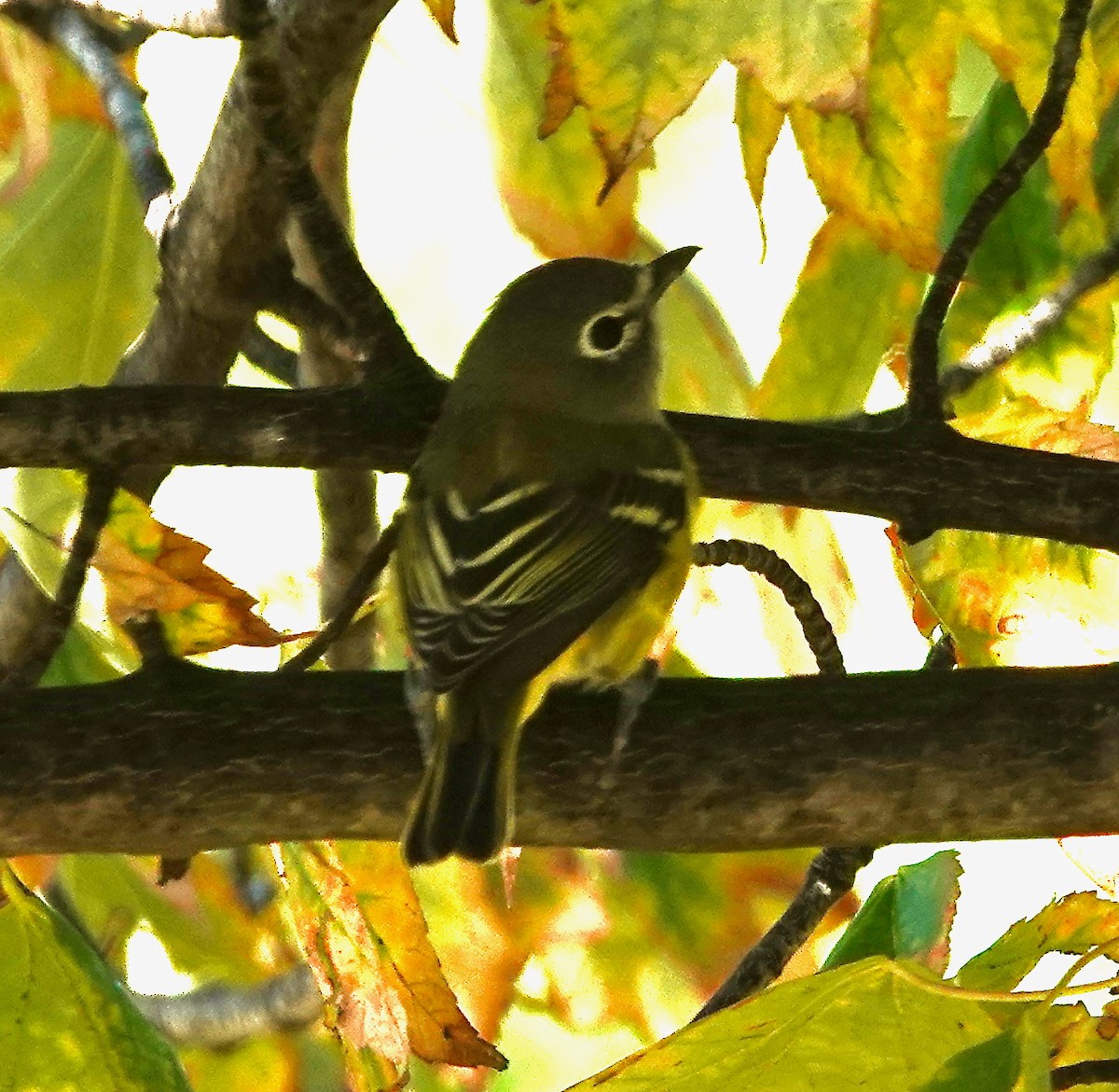 Blue-headed Vireo - ML642873122
